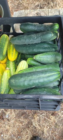 cucumbers