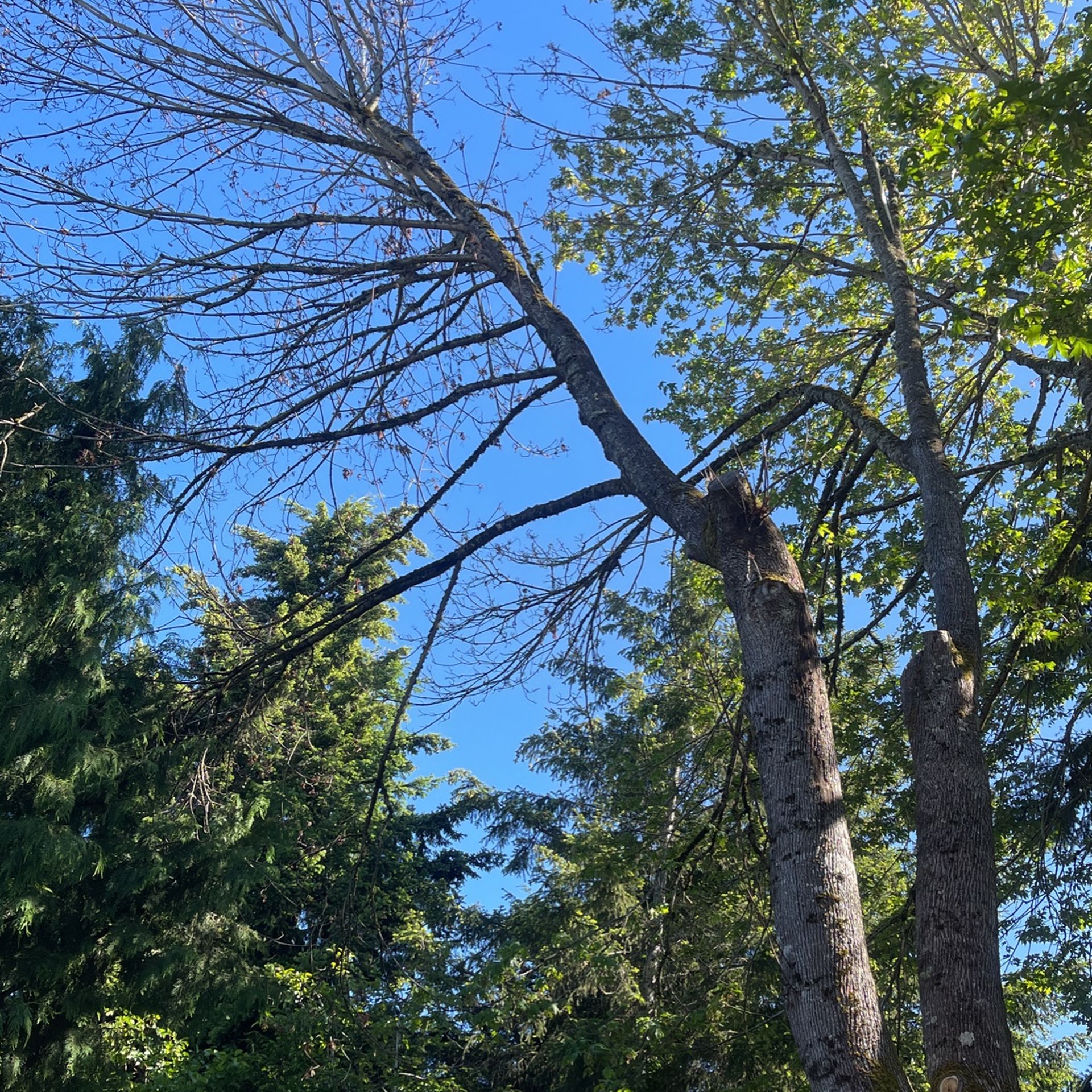Free Firewood Free Jun 19 Tacoma FREE