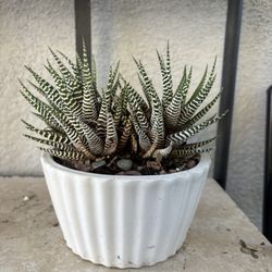 zebra haworthia 