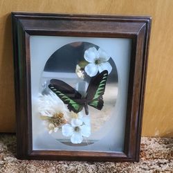 Real Taxidermy Framed Rajah Brooke's Birdwing Butterfly 