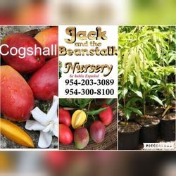 Cogshell Dwarf Mango Grafted Trees 3gal 