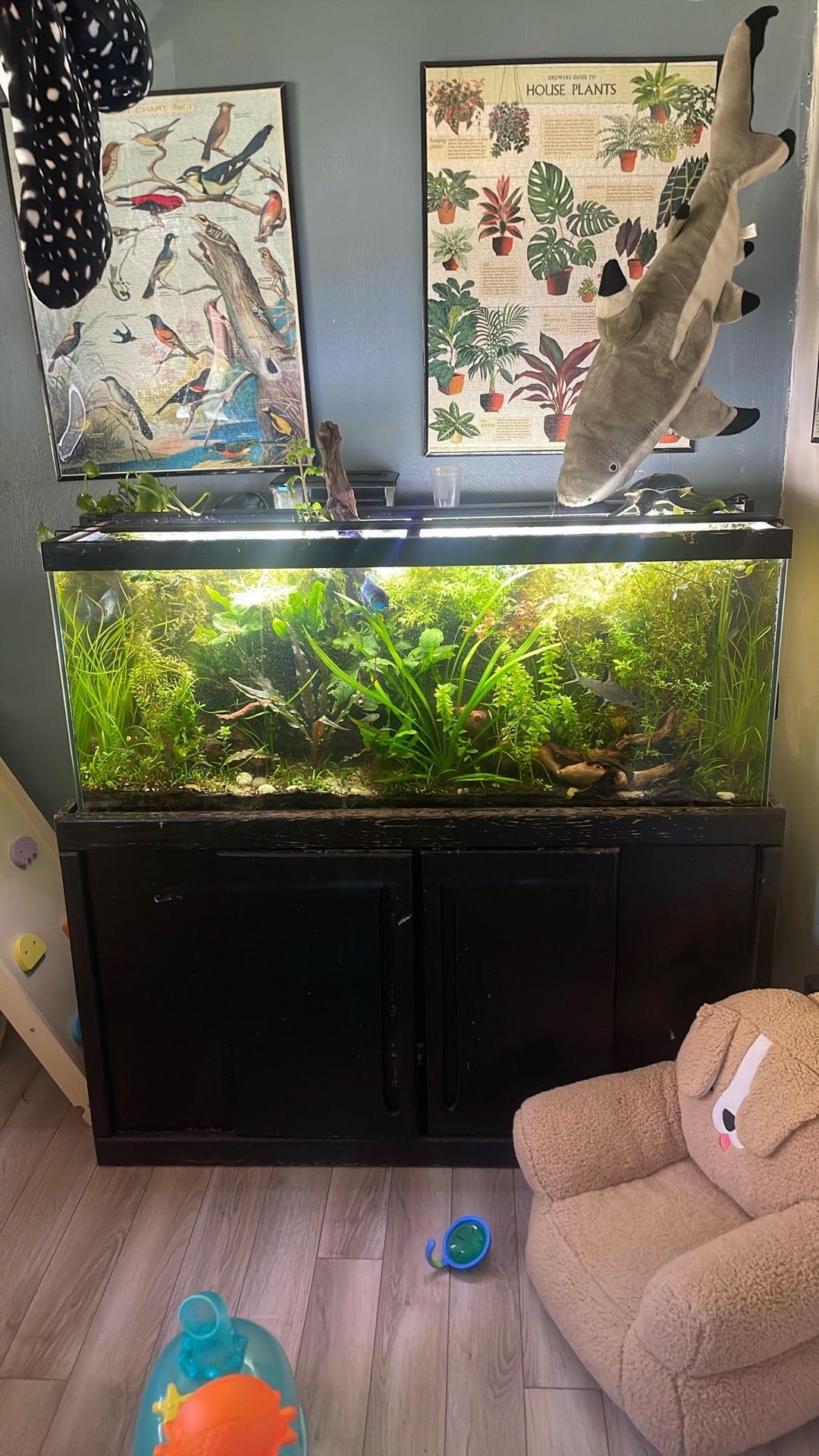 75 Gallon Planted Fish Tank /aquarium