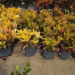 Crotos California 3gallon 