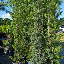 Podocarpus About 7 Feet Tall Instant Primary Hedge For Fence Green Full Minimum Order qty 25+