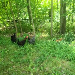 Roosters
