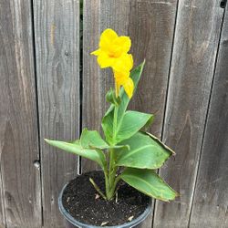 Canna Lilly 