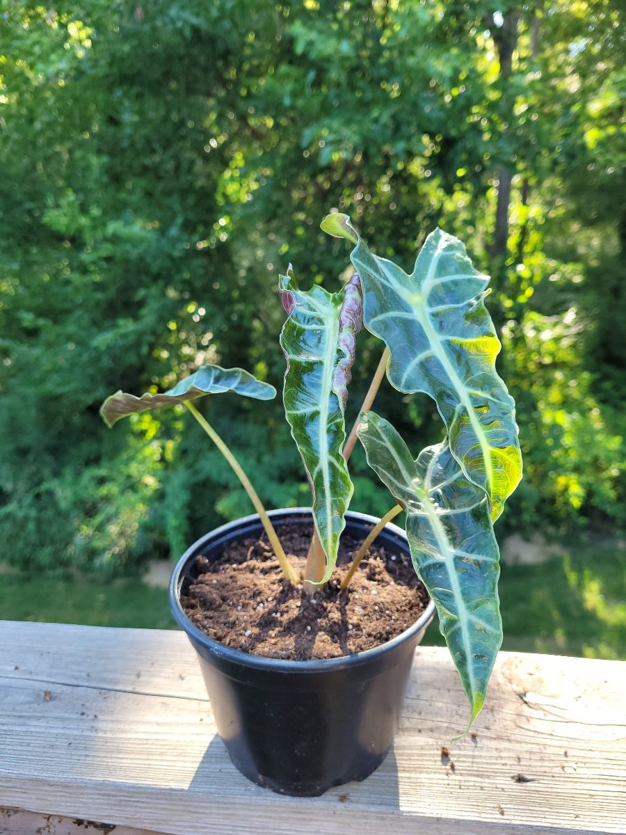 Beautiful baby Alocasia Polly  