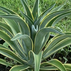 Agave desmettiana 'Variegate Plants  Small/medium And Large !