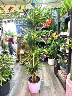 Dracaena Fragrans Rikki cây Thiết mộc lan5-6 feet