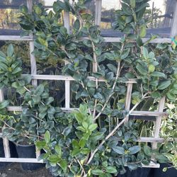 Small Trellis