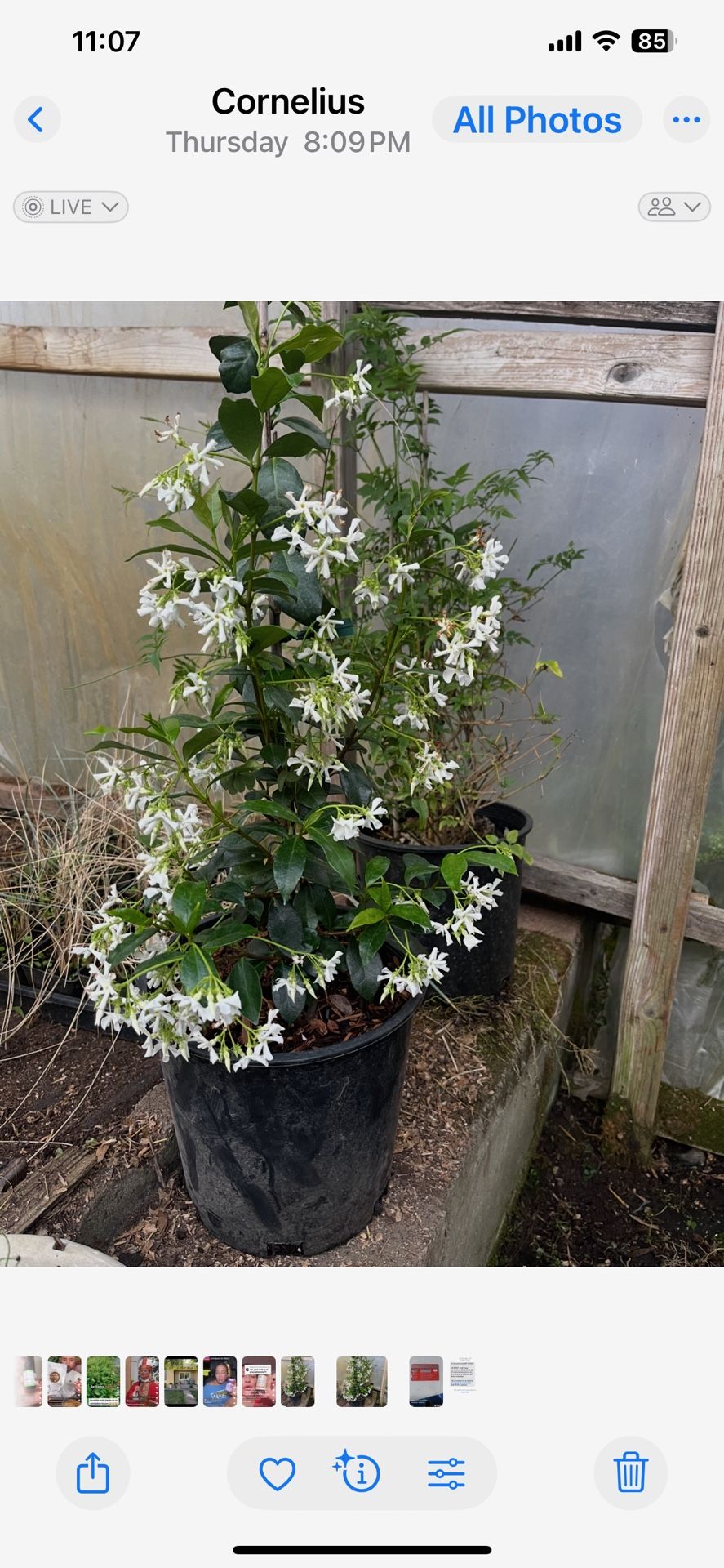 Plant: Jasmin