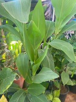 Canna lilys rojas