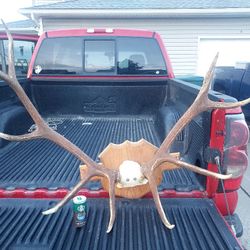 Elk Antlers 5-4point