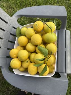 Oro Blanco Grapefruit Basket !