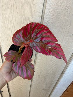 4” rare begonia exotic brevirimosa