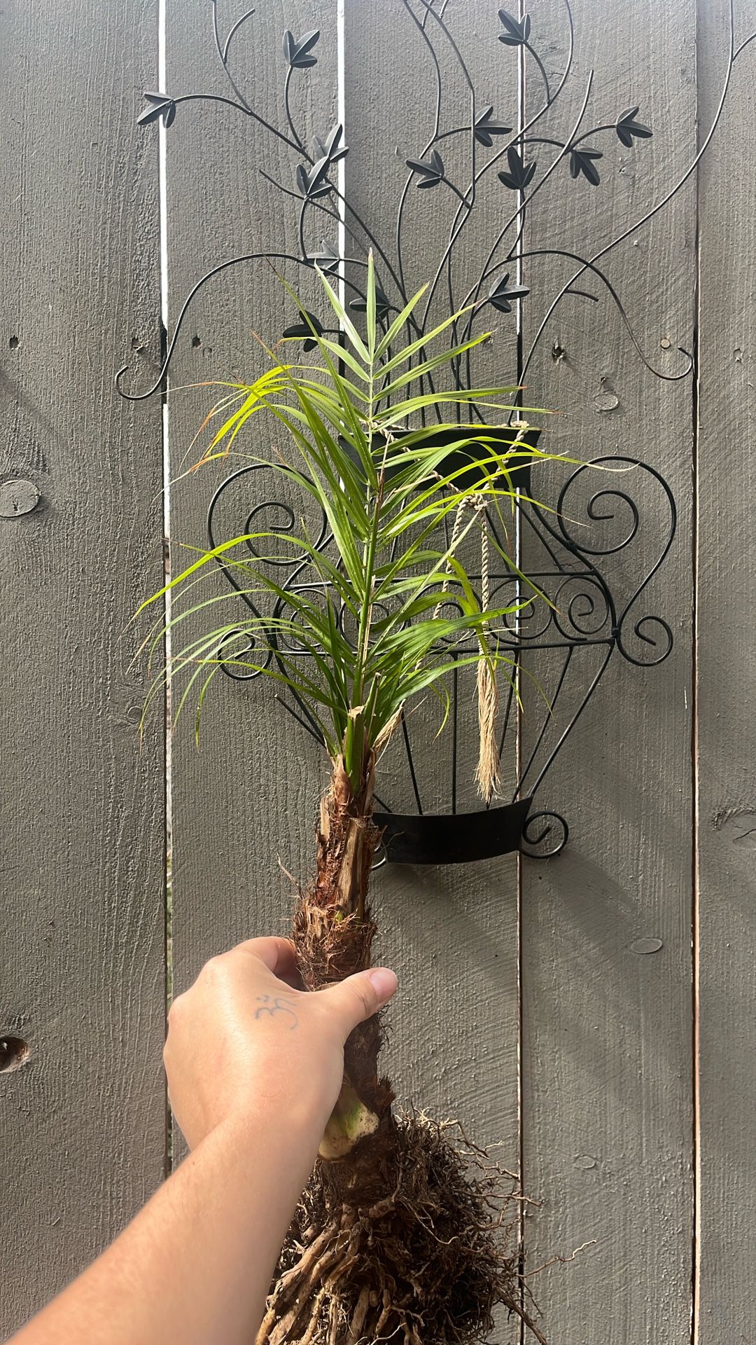 Phoenix roebelenii Palm Tree