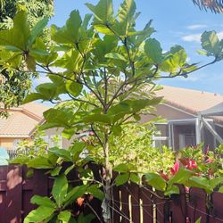 Indian Almond Tree (Sea Almond) 8-10ft — Established 2-3 Years