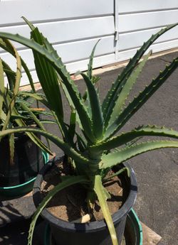 Aloe plants for sale