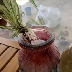 Three Rooted Spider Plants With Jars 