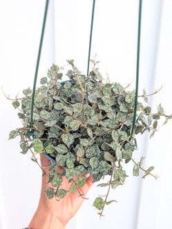 Hoya Curtisii Plant 6" Pot - Indoor House Plants