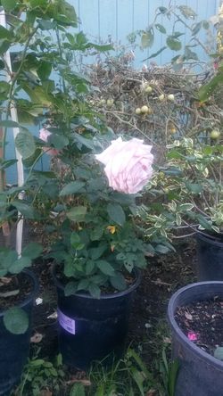 Macetas de rosas $20