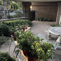 🌵SELLING ALL MY PLANTS! 🪴