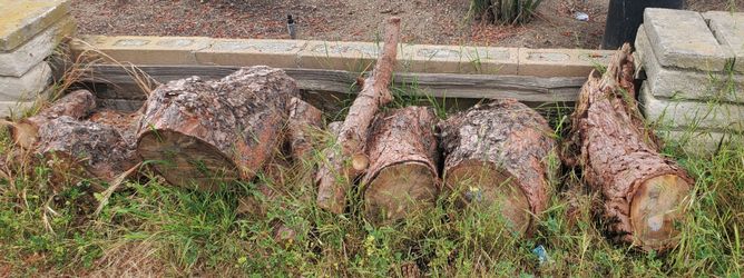 Fire Wood (PINE)