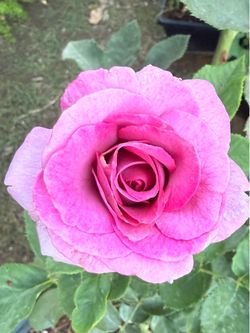 🌹Melody Perfume Roses Plant in 5 Gallon