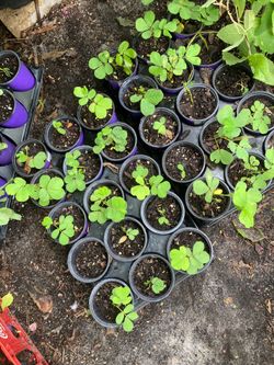 *$1 & $2* Candlestick Bush Plants Details Below🔻 Butterfly Host Plant | Cassia Senna
