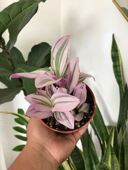 Tradescantia Nanouk Plant