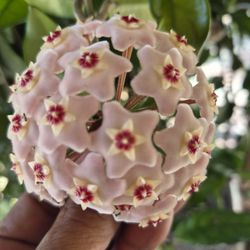 Hoya Plant 