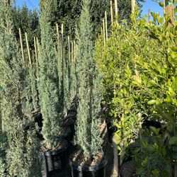 Italian Cypress