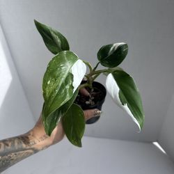 Philodendron White Princess 