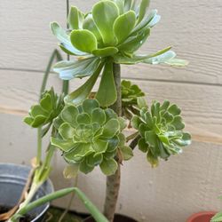 Succulent 