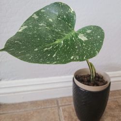 Variegated Fully Rooted Thai Constellation TC Monstera Plant In LECA In  Ceramic Pot for Sale in Bapchule, AZ - OfferUp