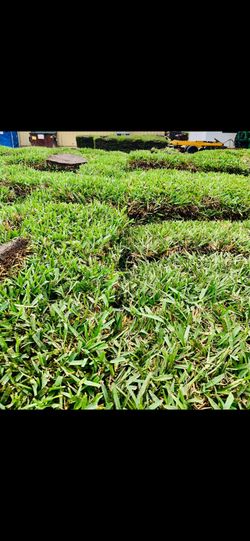 🌱 Need Sod? We’ve Got Fresh Floratam! 🌱