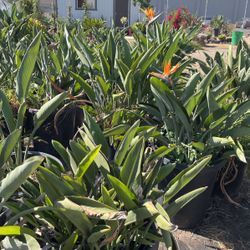 Birds of paradise