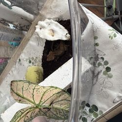 Crested Gecko With Cage Food Plant And Shell 