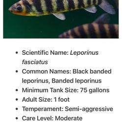 Banded Leporinus-LARGE 