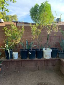 Agave Aloe Vera Plants Trees Guamuchi Madras Thorn