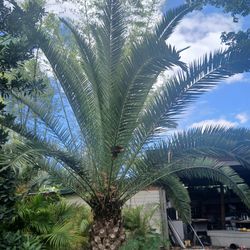 Canary palm Sale! $1200🌴