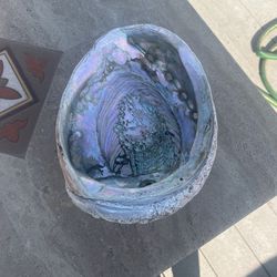 Abalone Shell
