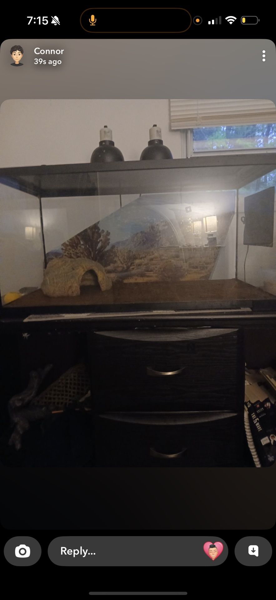 Lizard Tank