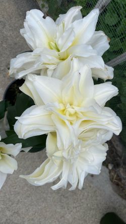 Casa Blanca Amaryllis 