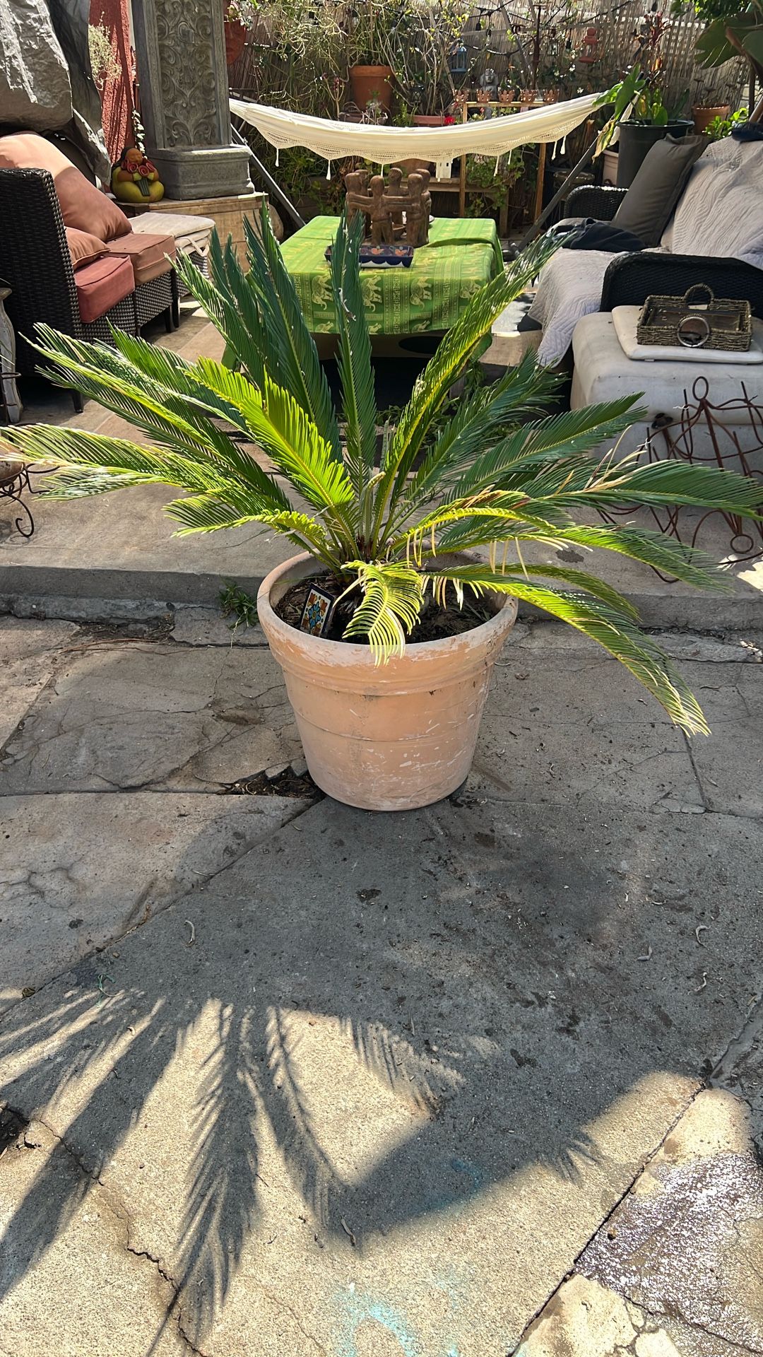 Sago plant