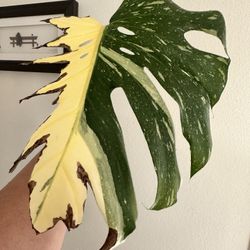 Monstera Thai Constellation 