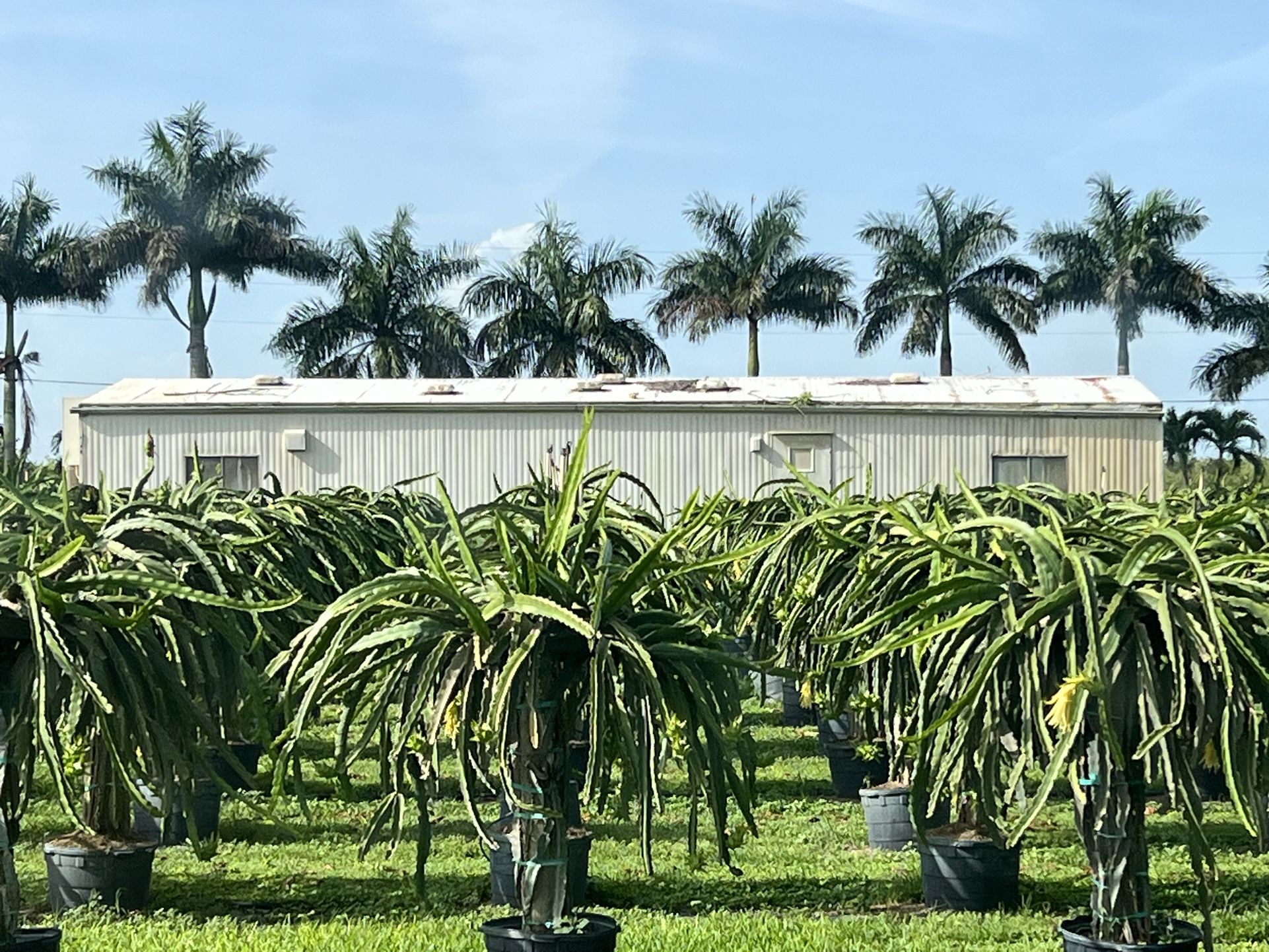 Dragon Fruit Trees