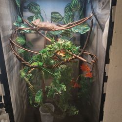 Chameleon Enclosure Cage