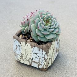 Succulents plants 🪴 （Echeveria 'Red Velvet'）