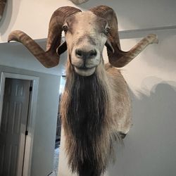 Corsican Ram Mount 